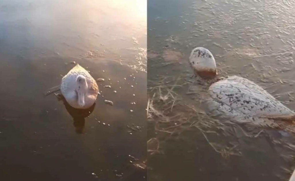 Videos Ma Ena Los Patitos Se Congelaron En El Estanque De Agua Donde