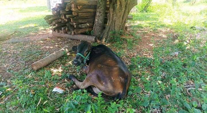 ¡Noimbai loperro! Abusaron de una vaquillona en Yaguarón