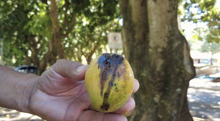 La pregunta del millón: ¿Se pueden comer los mangos con mancha negra?