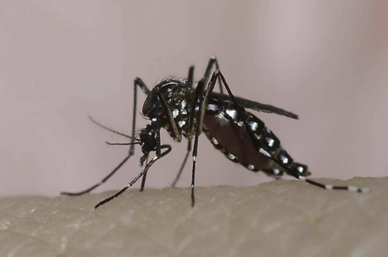 Chikungunya y dengue: Salud indica diferencia entre los síntomas