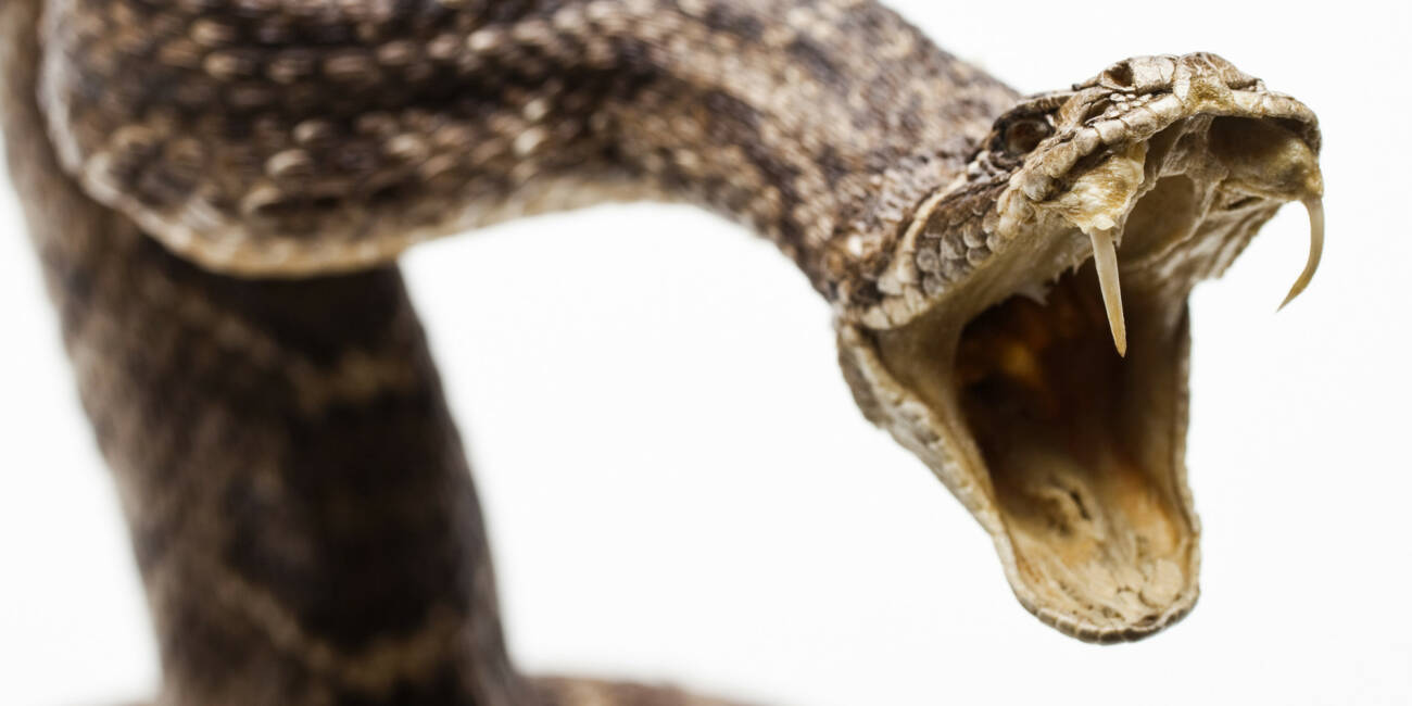 Un nuevo ataque de serpiente se registró en Canindeyú