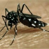 Cuatro adultos y dos bebés son los fallecidos por chikungunya en una semana