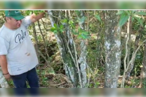 ¡Terror en Caaguazú! Vacas «amanecieron» sin lengua, sin ojos y sin una gota de sangre