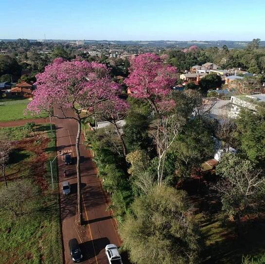 The Demise of a Beautiful Tajy Tree: Devastation in Hohenau