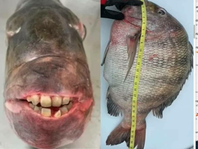 La “selfie” del pescado “dientudo” más grande: “parece que tiene dientes de humano”