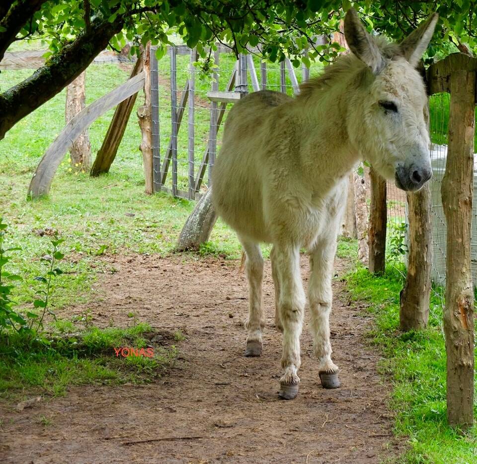 no no no burro padre de familia