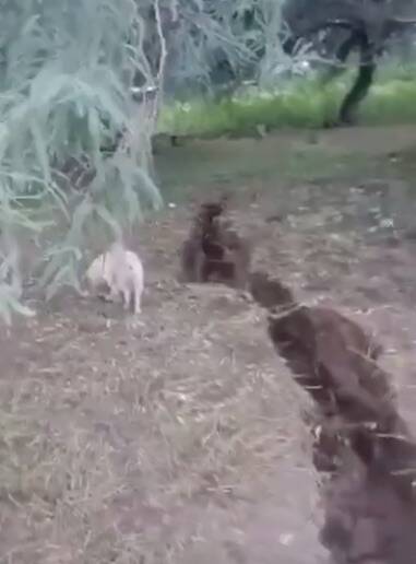 VIDEO Fidemundo Se abri la tierra en el Chaco