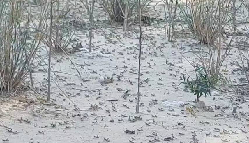 VIDEO Hesukena Una de las plagas b blicas invade el Chaco