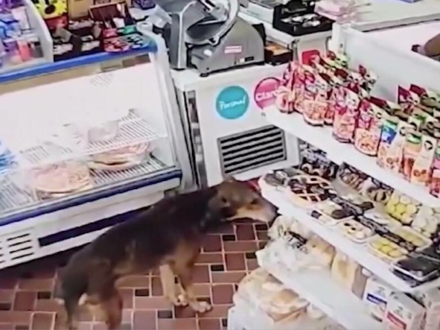 [VIDEO] Mirá al ladrón que robó una pastafrola pero fue perdonado