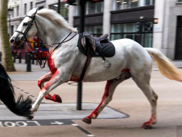 [VIDEO] Un “ataque” de “caballos locos” sembró temor a Londres: hirieron a soldados y algunas personas