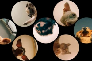 [VIDEO] ¡El nuevo “hit” viral de las mascotas!: ¿ya subiste el video de tu “peludito”?
