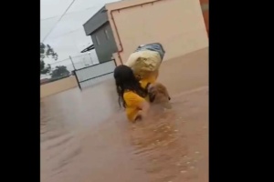 [VIDEO] Tommy, el perro que cuidó a su familia en medio de las inundaciones