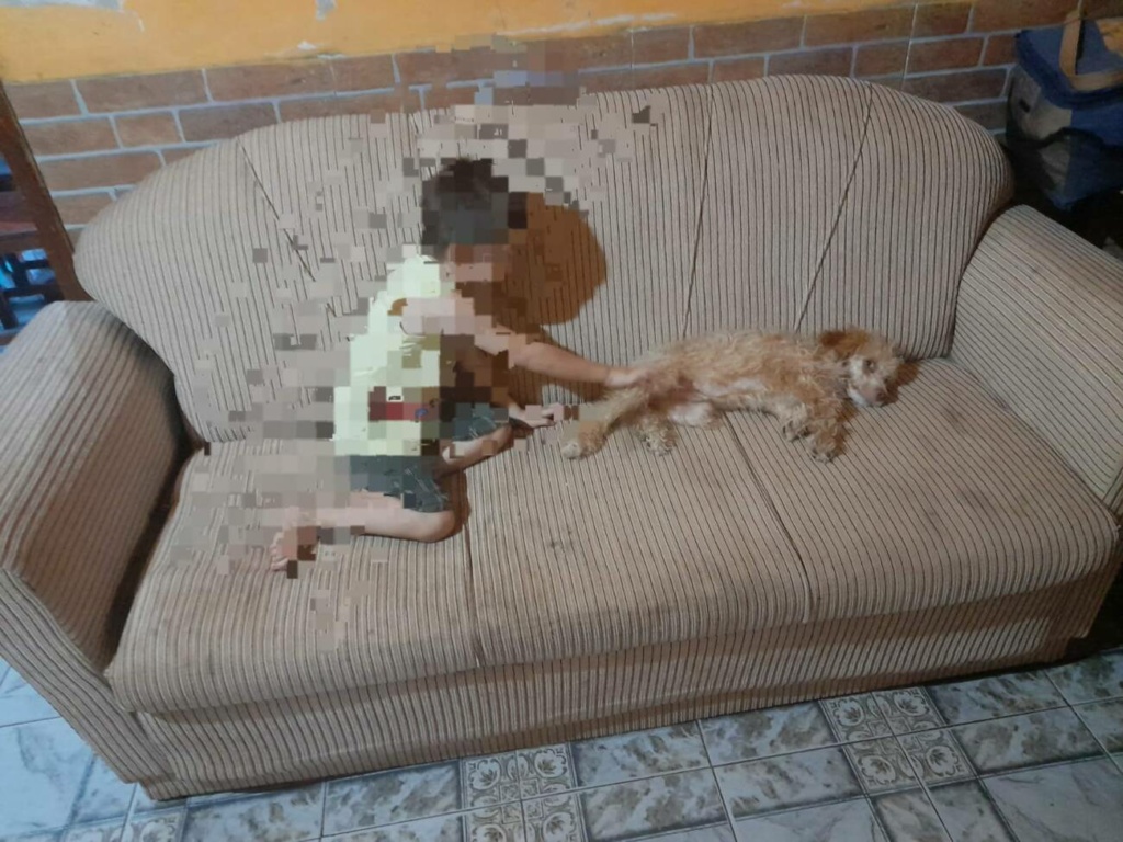 [VIDEO] Denuncian que karai habría electrocutado a perrito de un niño con autismo