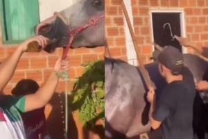 [VIDEO] ¡Indignante! Bañan y dan de tomar cerveza a un caballo