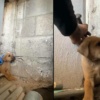 [VIDEO] El héroe de un “peludito cachorrón”: rescató a un firulaicito atrapado entre dos paredes