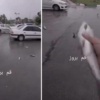 [VIDEO] La “lluvia de peces” que se dio en Irán: ¿por qué se registró este raro fenómeno?