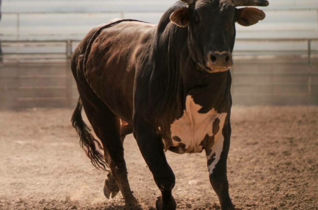 Un toro embravecido saltó del torín donde se encontraba y atacó a un peque