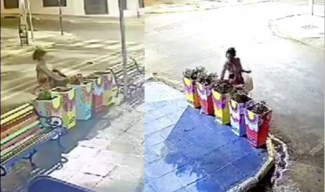 [VIDEO] ¡El colmo! Doña roba plantitas que decoran un local