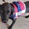 La “ruta de la droga”: un perro “mandó” a detener a dos eslabones de la cadena que termina en Europa