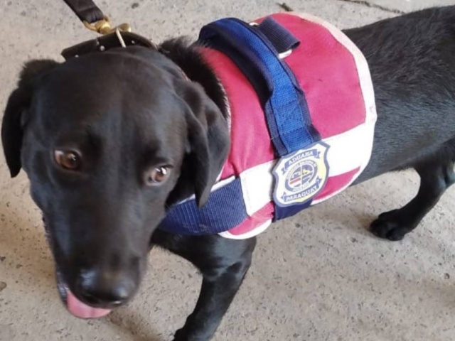 La “ruta de la droga”: un perro “mandó” a detener a dos eslabones de la cadena que termina en Europa