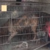 Encerraron al perro que causó muerte de karai y agarraron al dueño: tenía orden de captura por otra causa