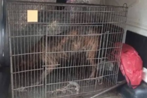 Encerraron al perro que causó muerte de karai y agarraron al dueño: tenía orden de captura por otra causa
