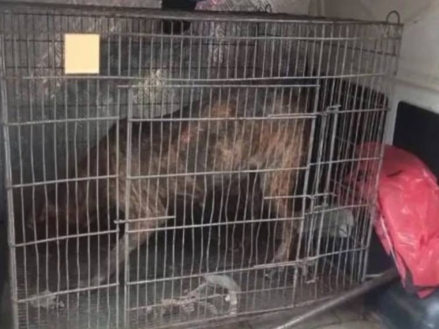 Encerraron al perro que causó muerte de karai y agarraron al dueño: tenía orden de captura por otra causa